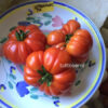 spag2 Pomodoro Spagnoletta di Formia e Gaeta semi