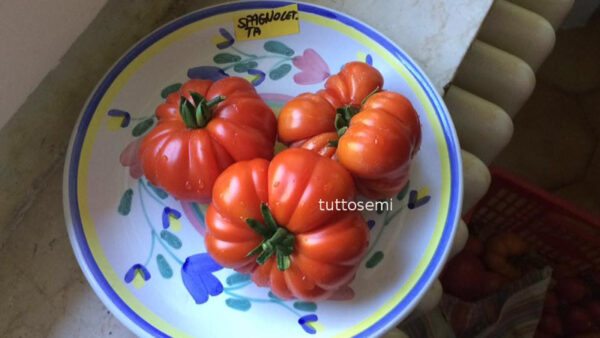 spag2 Pomodoro Spagnoletta di Formia e Gaeta semi