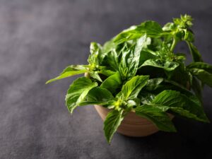 Basilico Genovese semi