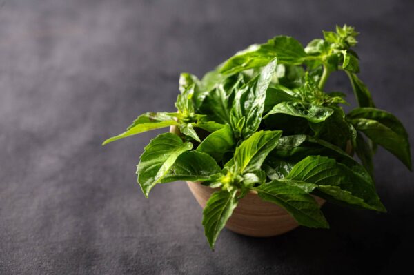 Basilico Genovese semi