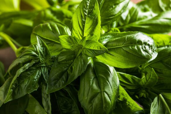 Basilico Genovese semi