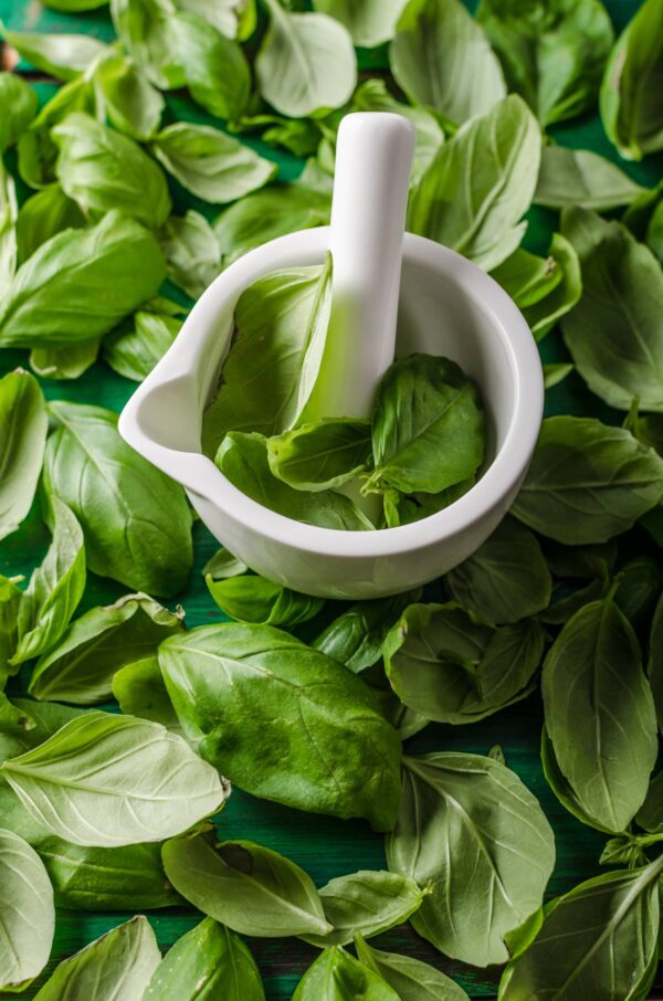 Basilico Genovese semi