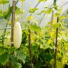 cetriolo bianco Cetriolo Bianco White Wonder semi