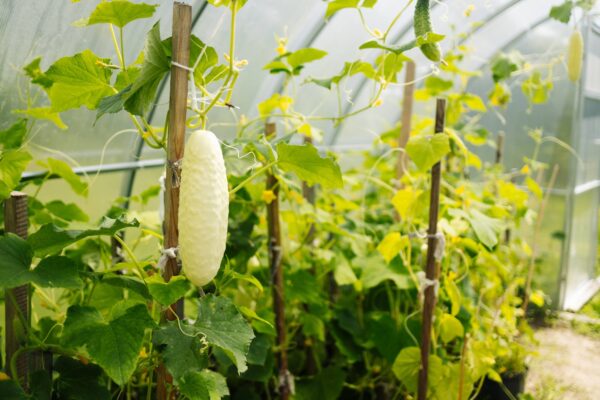 cetriolo bianco Cetriolo Bianco White Wonder semi