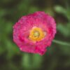 close up image of pink flowers growing from stems and petals Papavero Rhoeas Falling in Love semi