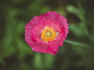 close up image of pink flowers growing from stems and petals Papavero Rhoeas Falling in Love semi
