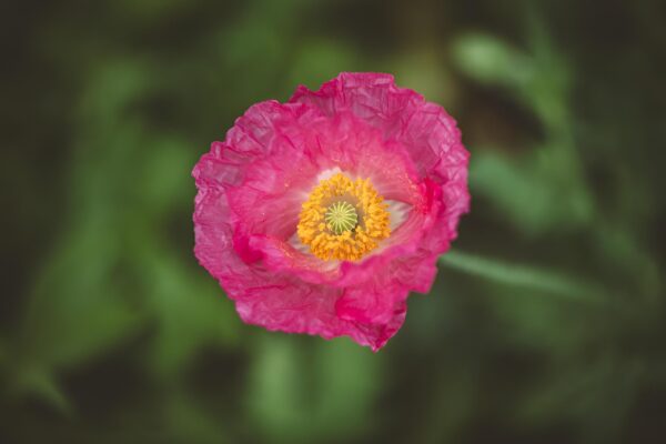 close up image of pink flowers growing from stems and petals Papavero Rhoeas Falling in Love semi