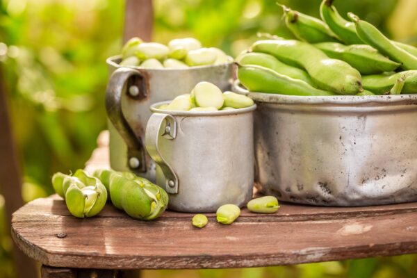 Edamame Green Shell semi