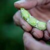 Edamame Green Shell semi