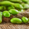Edamame Green Shell semi