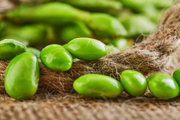 Edamame Green Shell semi