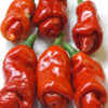 peperoncino erotico semi Peperoncino Erotico Rosso 10 Semi