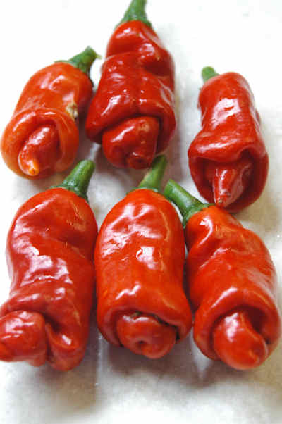ero1 Peperoncino Erotico Rosso 10 Semi