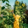 girasole gigante 1 Girasole Gigante della Mongolia semi