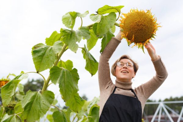 girasole t Girasole Gigante Titan semi