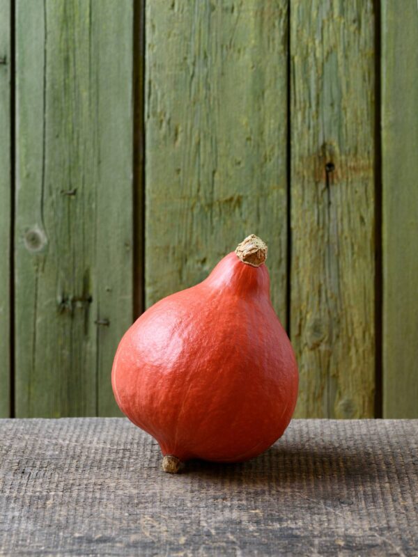 Zucca Uchiki Kuri semi