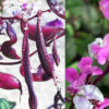 lablab Fagiolo Lablab (Dolicos Purpureus) semi