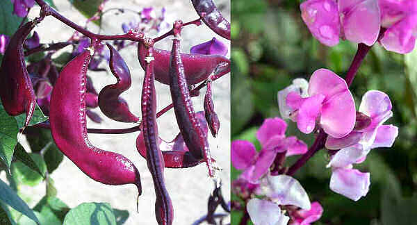 lablab Fagiolo Lablab (Dolicos Purpureus) semi