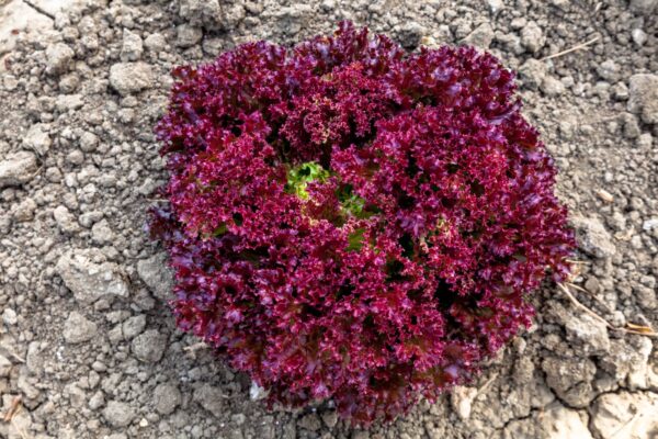 Lattuga Salad Bowl Rossa Semi