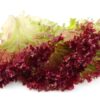 Lattuga Salad Bowl Rossa Semi