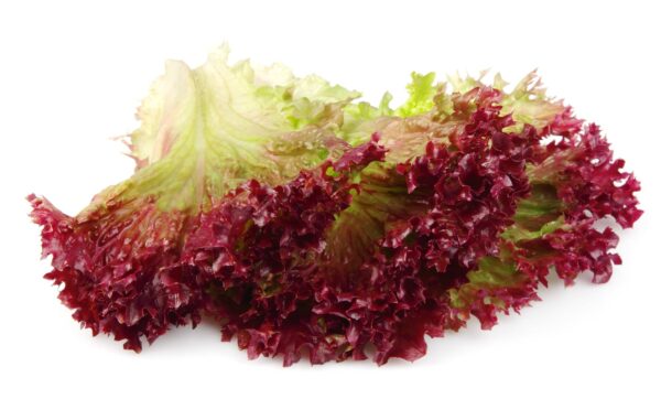 Lattuga Salad Bowl Rossa Semi