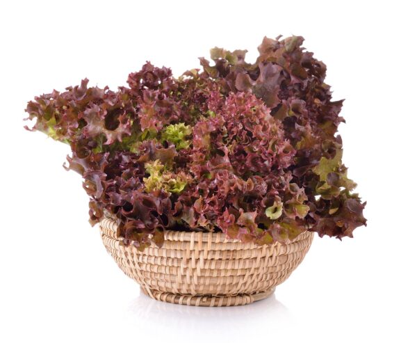 Lattuga Salad Bowl Rossa Semi