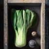 Pak Choi Bianco - Stelo Bianco semi