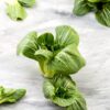 pak choi nano (2) Pak Choi Cantonese Bianco Nano (Baby) Semi
