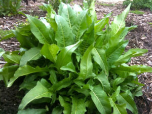 rutu Rucola Turca Perenne semi