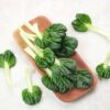 Tatsoi Rosette100 Semi
