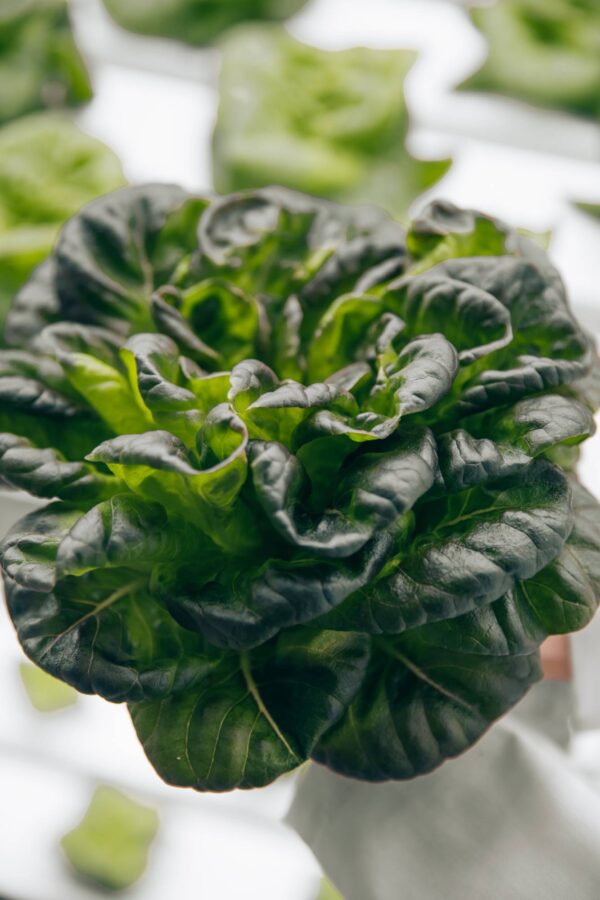 Tatsoi Rosette100 Semi