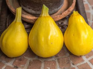 zulli-1 Zucchino Limone semi