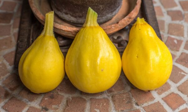 Zucchino Limone semi