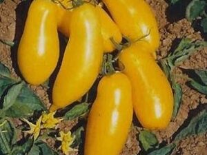 Pomodoro Banana Giallo semi