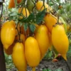 banal Pomodoro Banana Giallo semi