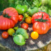 Freshly harvested tomatoes in garden in sunny day Pomodoro Antico di Barbastro semi