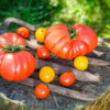 tomato from Barbastro seeds in sunny day Pomodoro di Barbastro semi
