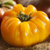 pomodoro azoychka Pomodoro Azoychka