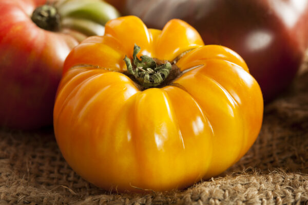pomodoro azoychka Pomodoro Azoychka