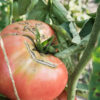 Close-up of ripe heirloom tomato on vine with leafy background in garden setting and signs of disease Pomodoro German Head semi