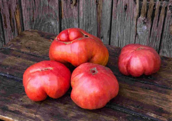 huelva1 Pomodoro antico della Huelva semi