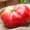 Pomodoro German Queen semi