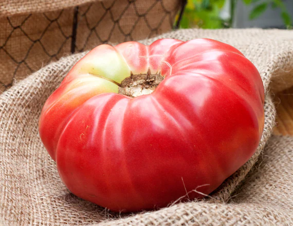 Pomodoro German Queen semi