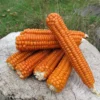 Mais Arancio Creole Flint
