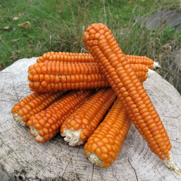 Mais Arancio Creole Flint