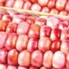 coroxo2 Mais Rosa Xocoyul semi