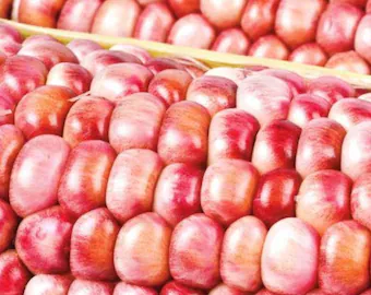 coroxo2 Mais Rosa Xocoyul semi