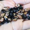 Fagiolo Peregion Antico semi