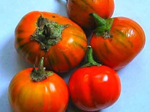 Melanzana Rossa di Rotonda semi