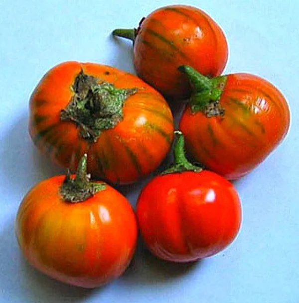 Melanzana Rossa di Rotonda semi